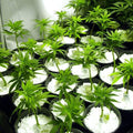 Indo Glow Perlite Soil Conditioner 250 GM for hydroponics and horticulture.