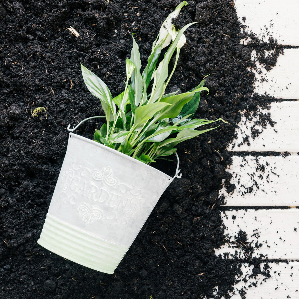 Vermicompost organic fertilizer powder, shown enhancing plant vitality in a garden.