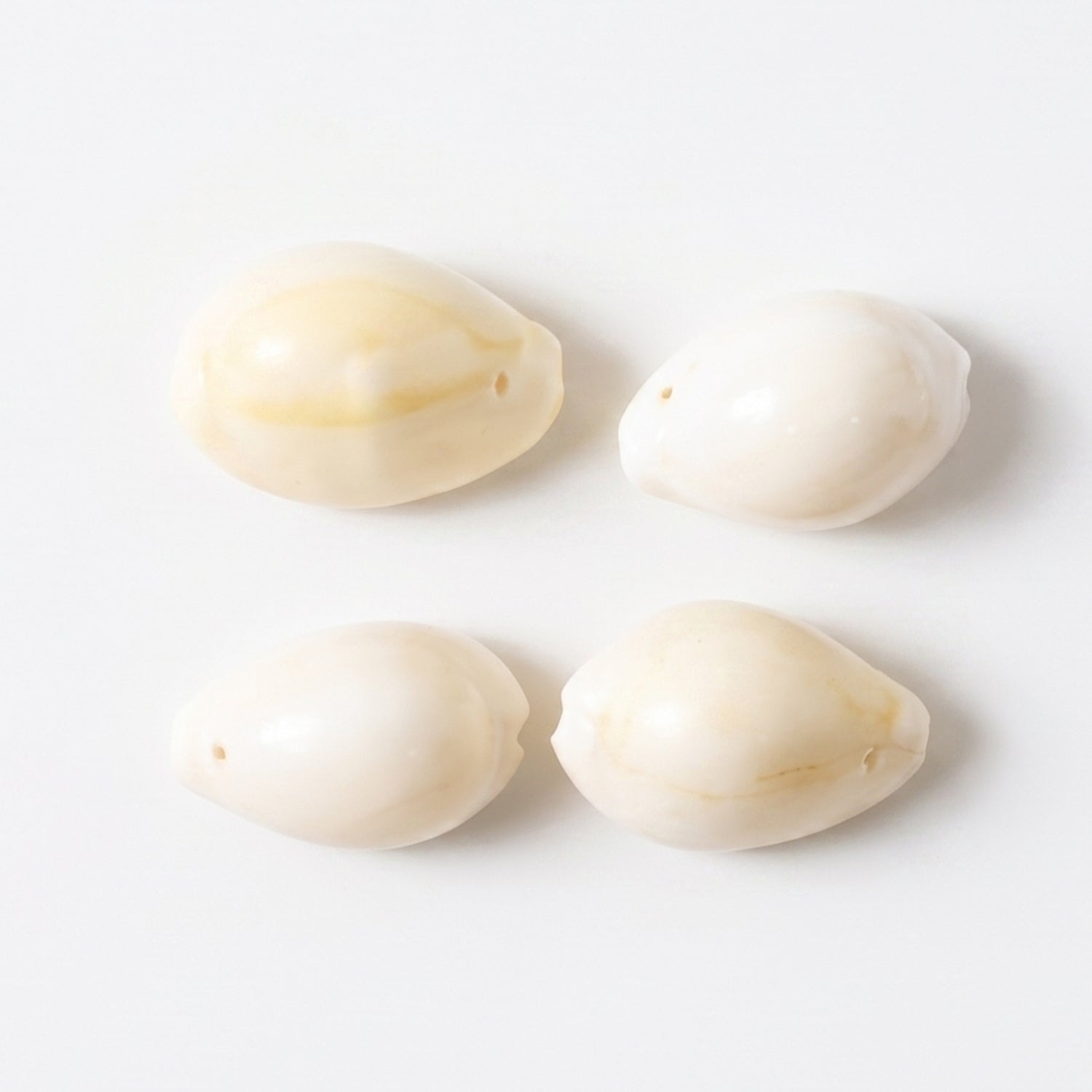 Decorative cowrie shells in mix size for rituals and craft projects