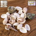 Natural decorative seashells set arranged for coastal home decor